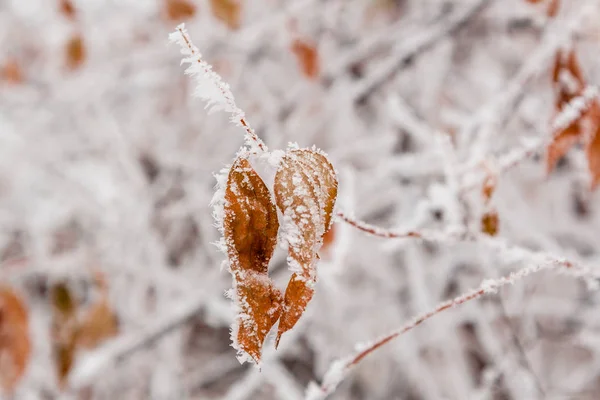 Folhas de inverno cobertas de neve e geada — Fotografia de Stock