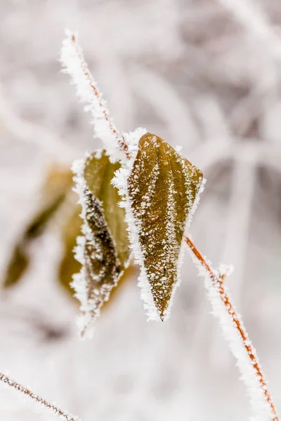 Vintern lämnar täckt med snö och rimfrost — Stockfoto