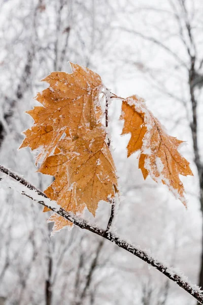 Winterblätter mit Schnee und Raureif bedeckt — Stockfoto