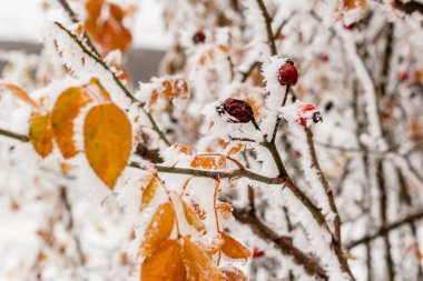 Hoarfrost ve yakın kar kadar kapalı bırakır