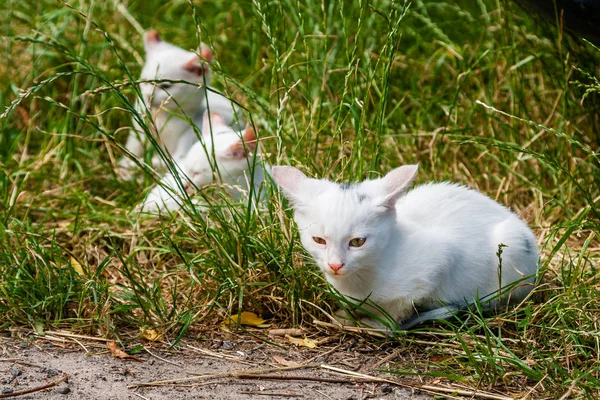 Białe koty siedzą w zielonej trawie w letni dzień — Zdjęcie stockowe