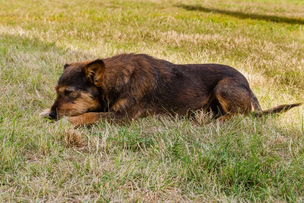 Eski köpek poz ve çim yakın çekim dinlenme — Stok fotoğraf