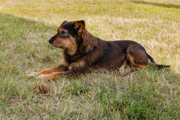 Cão velho posando e descansando na grama close-up — Fotografia de Stock