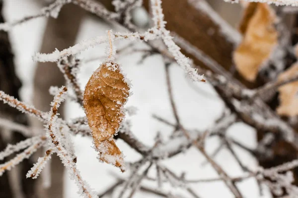 Blätter mit Raureif und Schnee aus nächster Nähe — Stockfoto