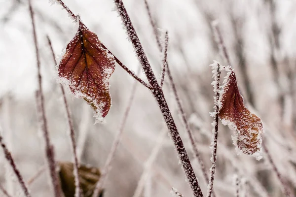 Feuilles couvertes de givre et de neige gros plan — Photo