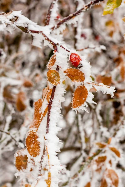 Leaves covered with hoarfrost and snow close up — Stock Photo, Image