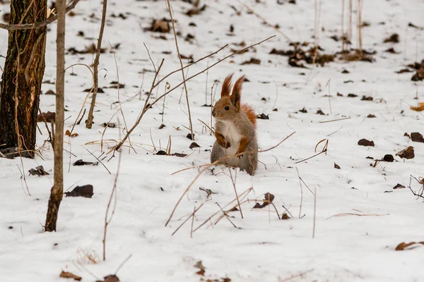 L'écureuil roux se tient dans la neige — Photo