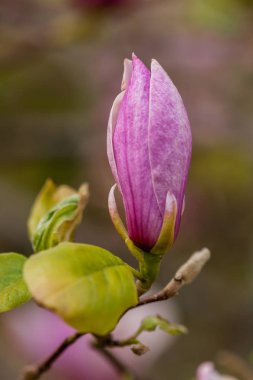 Makro yakın çekim dal çiçek açan Manolya