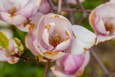Makro yakın çekim dal çiçek açan Manolya