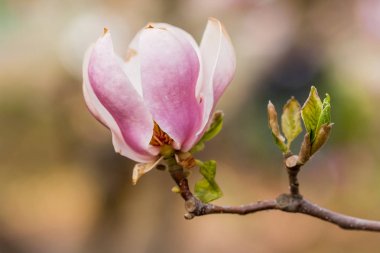 Makro yakın çekim dal çiçek açan Manolya
