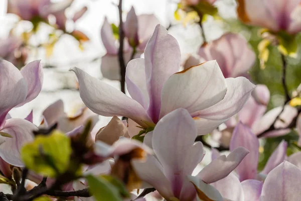De bloeiende magnolia macro op een close-up tak — Stockfoto