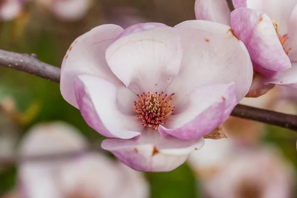 Macro blooming magnolia on a close-up branch — Stock Photo, Image