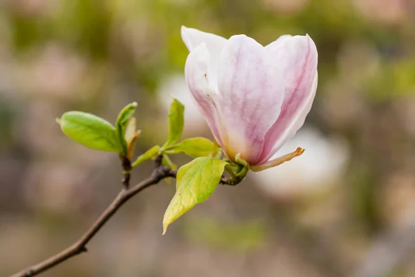 Macro blooming magnolia on a close-up branch — Stock Photo, Image