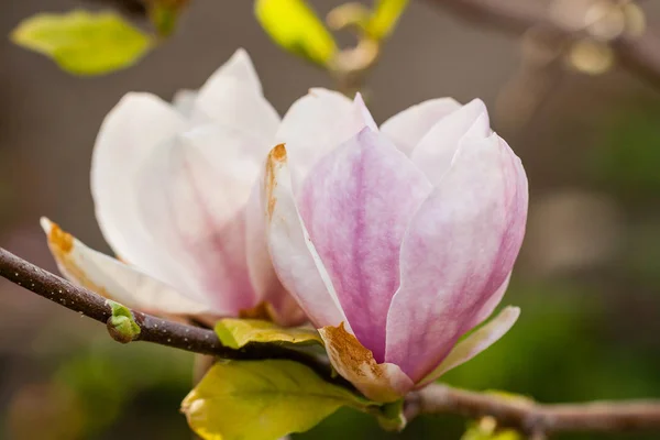 Macro blooming magnolia on a close-up branch — Stock Photo, Image