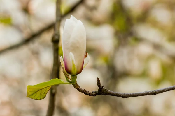 Macro blooming magnolia on a close-up branch — Stock Photo, Image