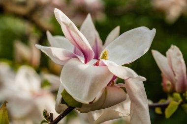 Makro çiçek açan Manolya dal