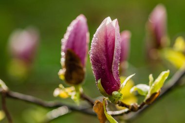 Makro çiçek açan Manolya dal