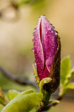 Makro çiçek açan Manolya dal