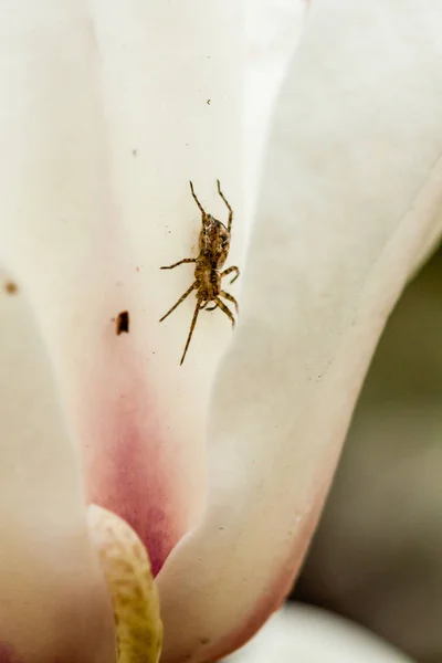 Macro Spider sentado en una flor de magnolia — Foto de Stock