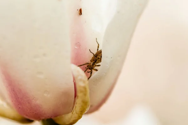 Makro spindel sitter i en magnolia blomma — Stockfoto