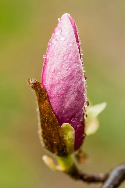 Макро цветущая магнолия на ветке — стоковое фото