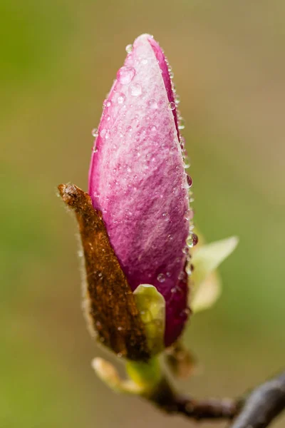 Macro blooming magnolia on a  branch — Stock Photo, Image