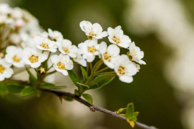 Macro bush of small white flowers on a branch clipart