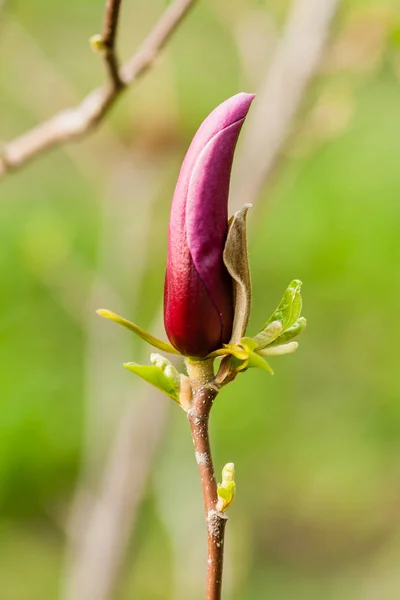 Macro Magnolia bud covered with drops — Stock Photo, Image