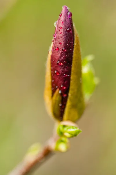 Macro Magnolia bud covered with drops — Stock Photo, Image