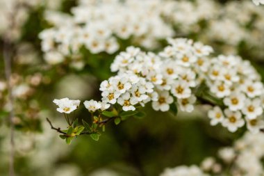 Makro bush küçük beyaz çiçek dal