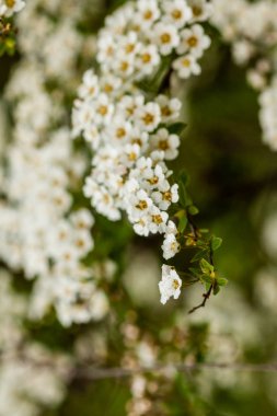 Makro bush küçük beyaz çiçek dal