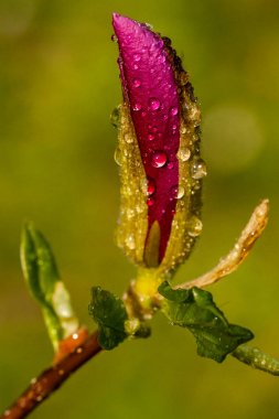 Makro Manolya bud damla ile kaplı 