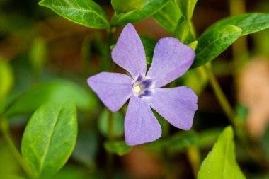Yeşil bir arka plan üzerinde makro leylak küçük çiçekler