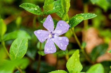 Yeşil bir arka plan üzerinde makro leylak küçük çiçekler