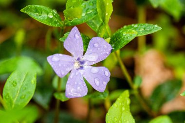 Yeşil bir arka plan üzerinde makro leylak küçük çiçekler