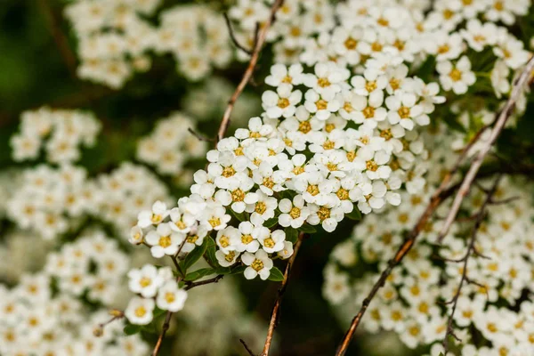 Bush makro małych białych kwiatów na gałęzi — Zdjęcie stockowe