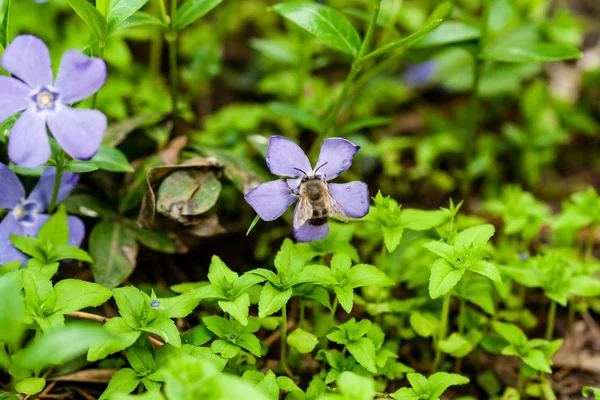 Makró lila kis virág egy zöld háttér — Stock Fotó