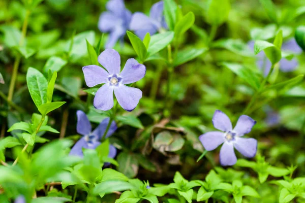 Makro lila malé květy na zeleném pozadí — Stock fotografie