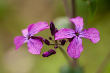 Yeşil bir arka plan üzerinde makro leylak küçük çiçekler