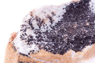 Makro mineral taş dendrite manganez oksit üzerinde beyaz backgro