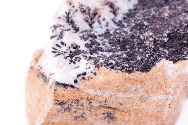 Makro mineral taş dendrite manganez oksit üzerinde beyaz backgro