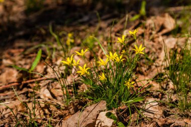 Sonbahar yaprakları arasında sarı çiçekler bahar