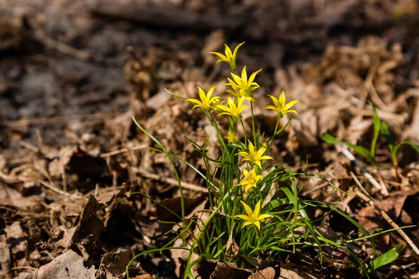 Fiori di campo giallo primaverile tra le foglie autunnali — Foto Stock