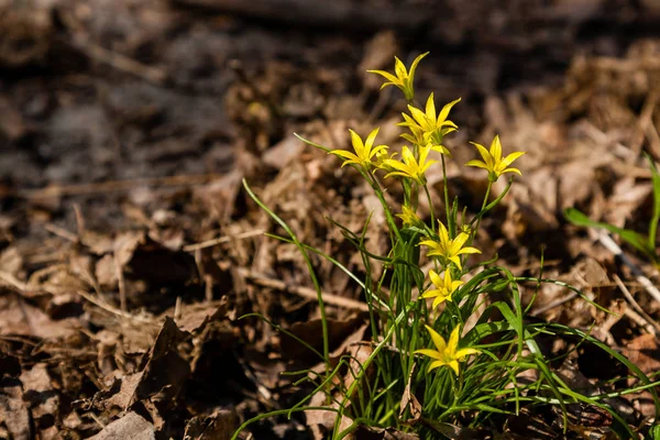 Fiori di campo giallo primaverile tra le foglie autunnali — Foto Stock