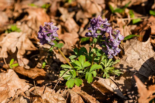 Spring lilac wildflowers among autumn leaves — Stock Photo, Image