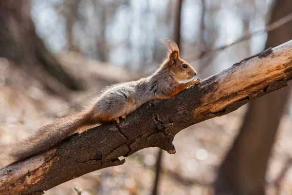 Esquilo se senta em uma árvore — Fotografia de Stock