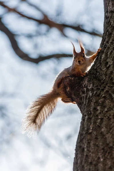 Esquilo se senta em uma árvore — Fotografia de Stock