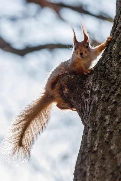 Ardilla se sienta en un árbol —  Fotos de Stock