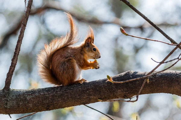 Eekhoorn zit op een boom — Stockfoto