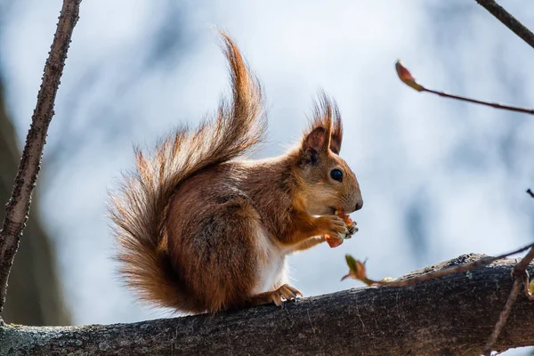 Ardilla se sienta en un árbol — Foto de Stock